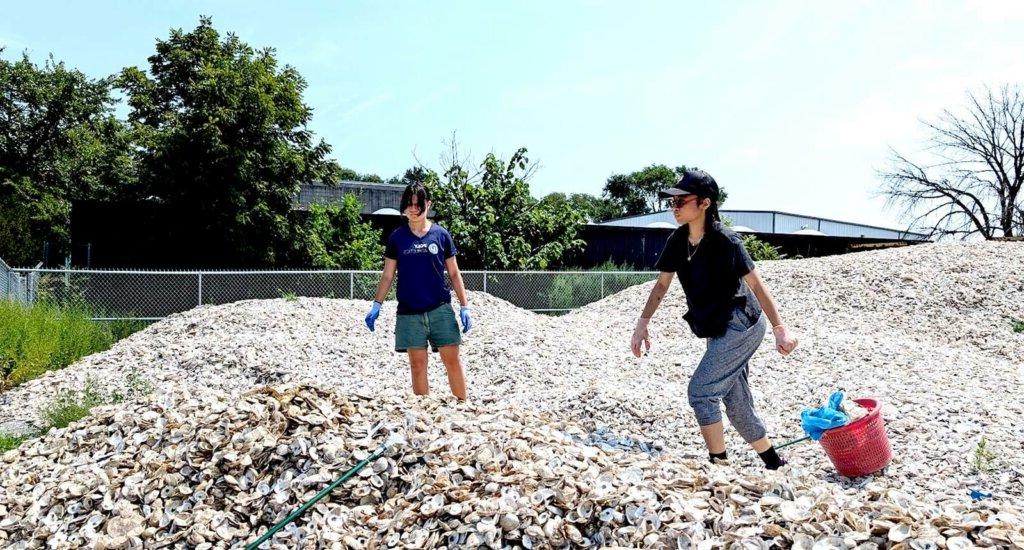 Students clean the shell pile at the Billion Oyster Project.