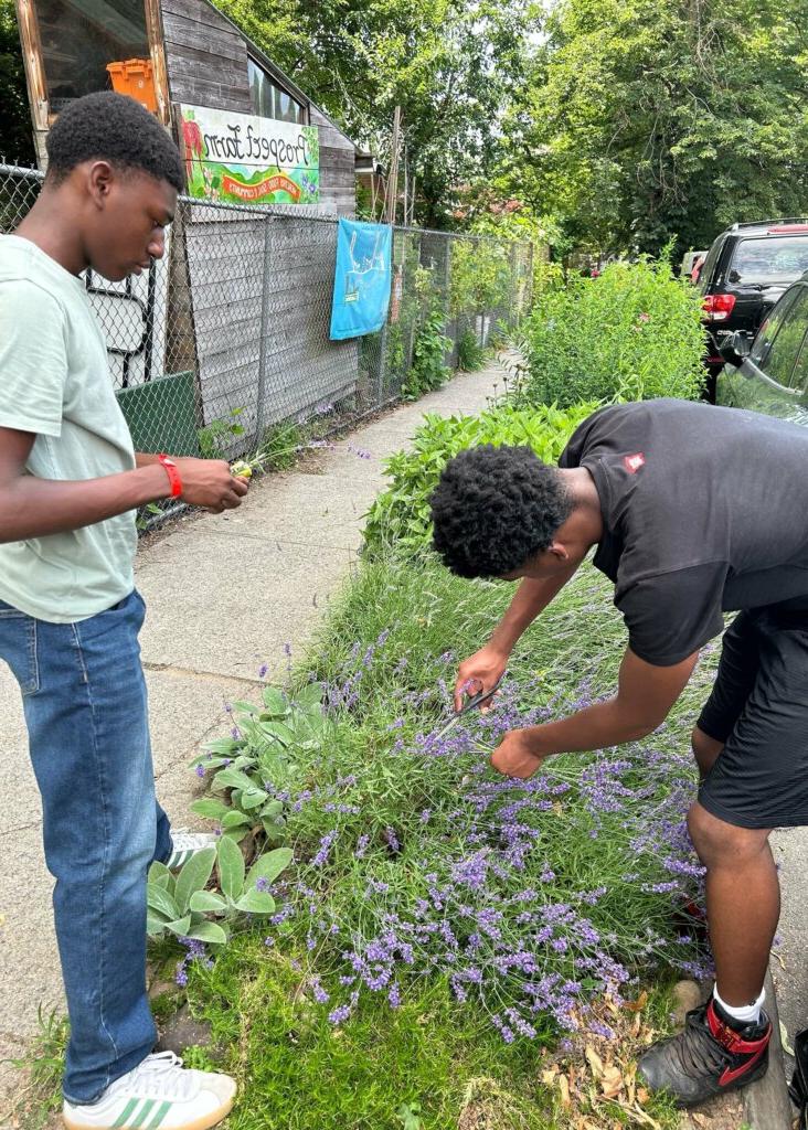 Students trimming lavender at Prospect Farm.